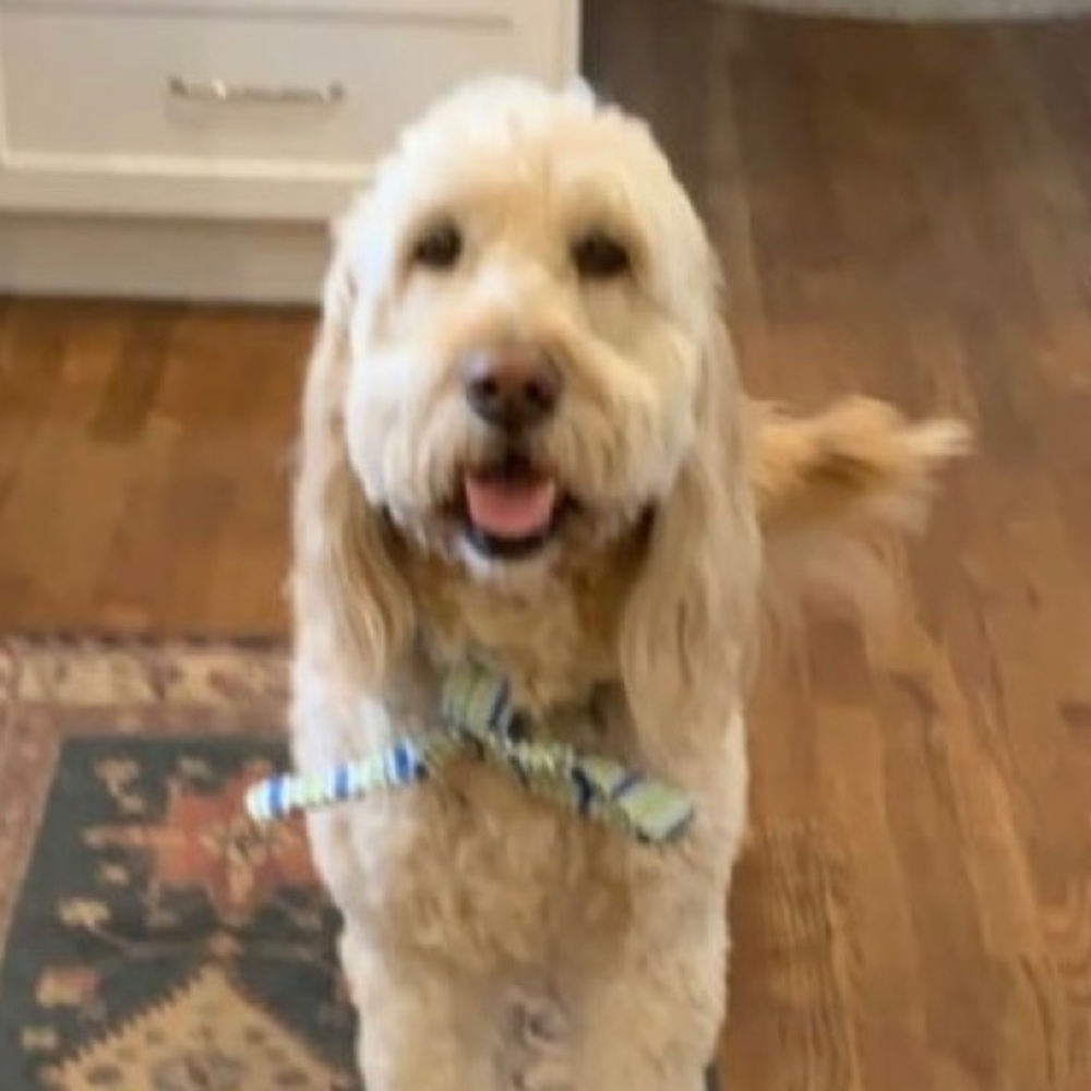 Meet your Posher, Chelsea